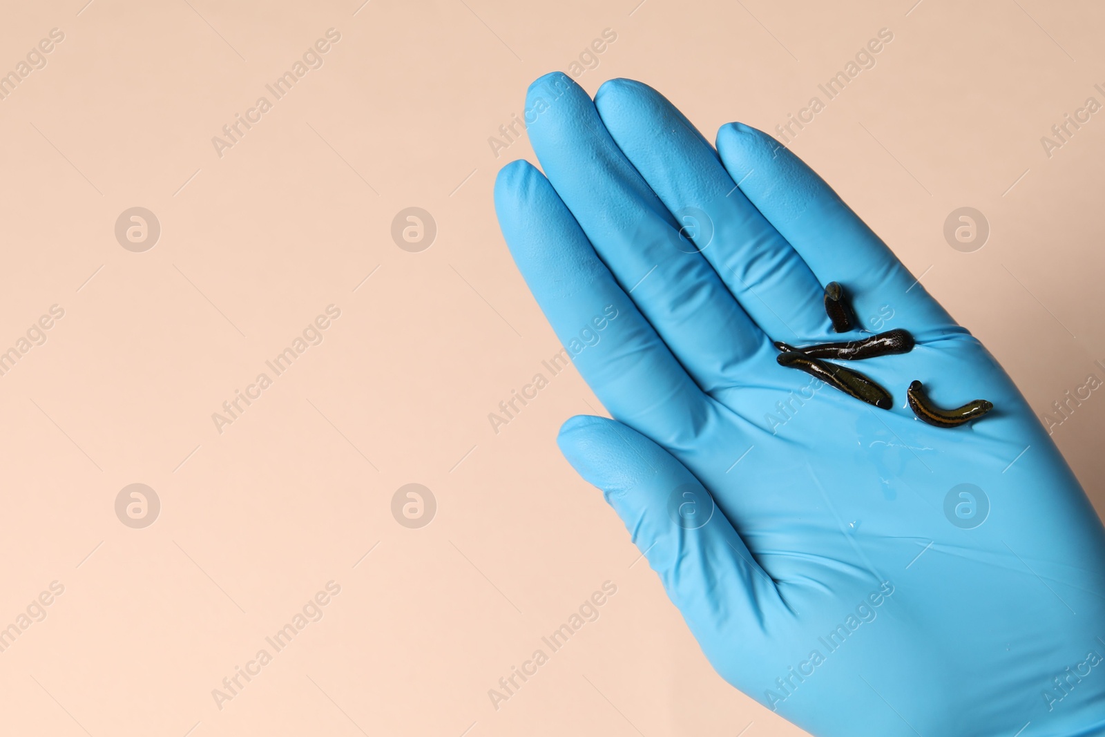 Photo of Doctor holding medicinal leeches on light pink background, top view. Space for text