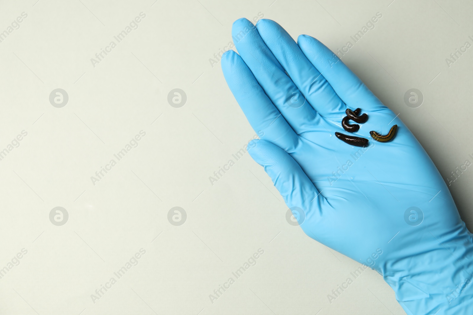 Photo of Doctor holding medicinal leeches on light grey background, top view. Space for text