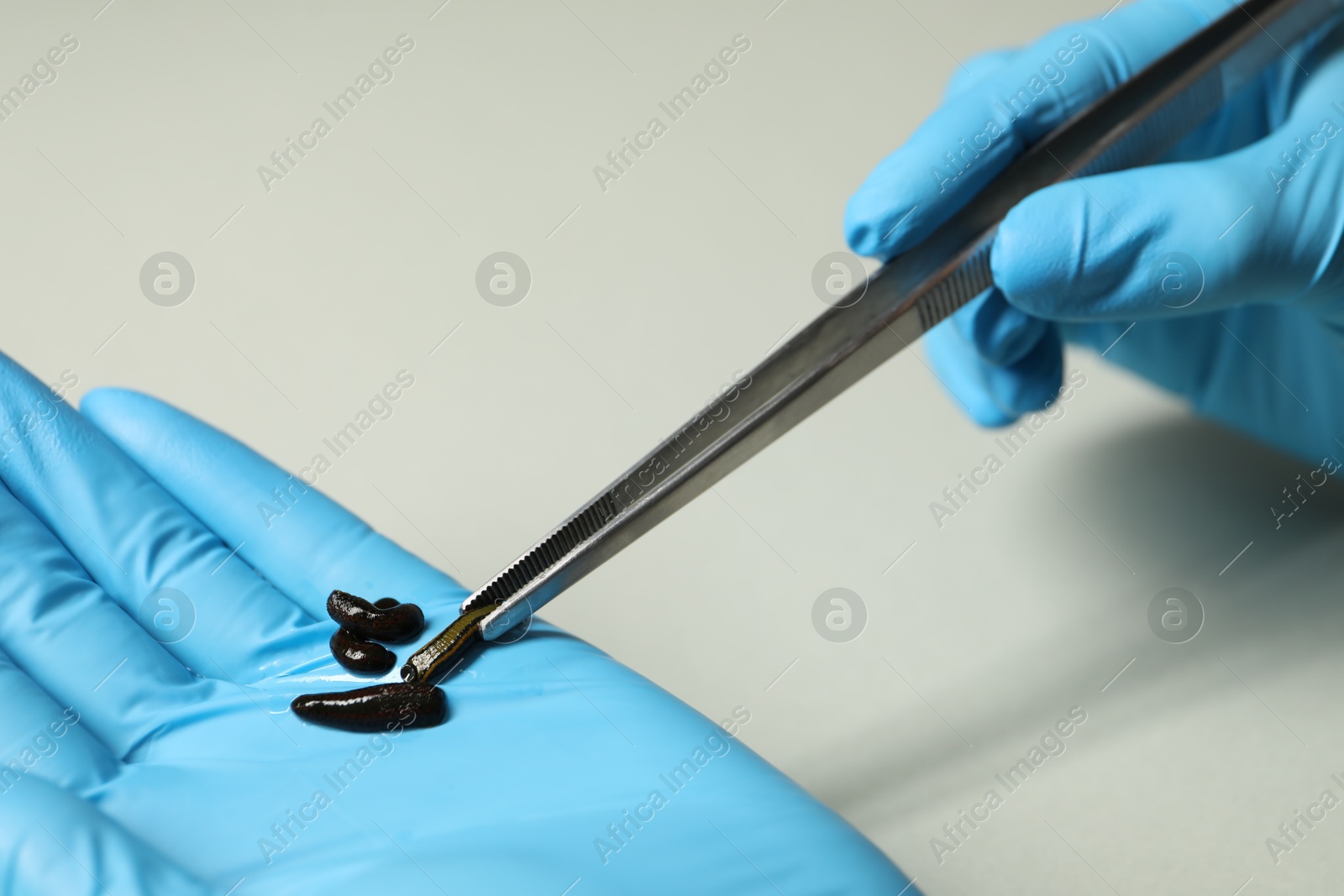 Photo of Doctor taking medicinal leech with tweezers on light grey background, closeup