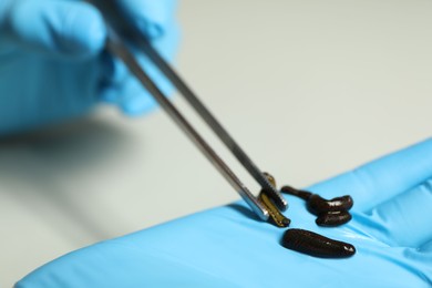 Photo of Doctor taking medicinal leech with tweezers on light grey background, closeup