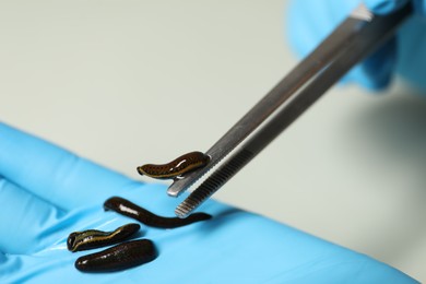 Photo of Doctor taking medicinal leech with tweezers on light grey background, closeup