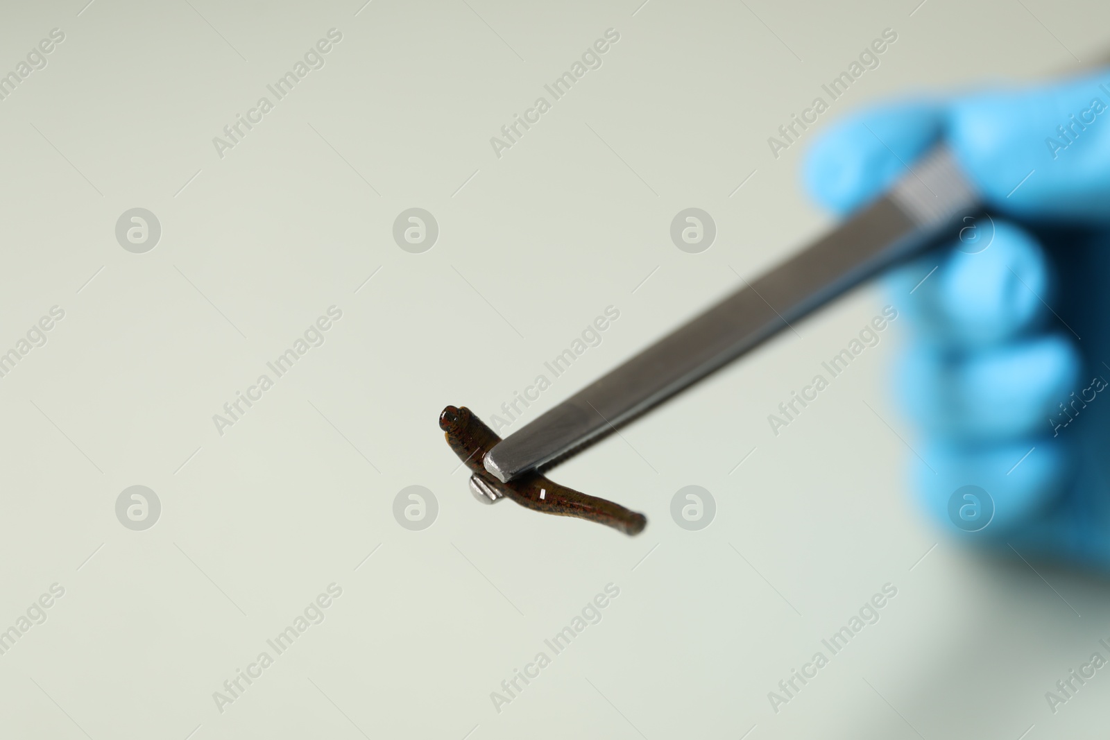 Photo of Doctor holding medicinal leech with tweezers on light grey background, closeup. Space for text