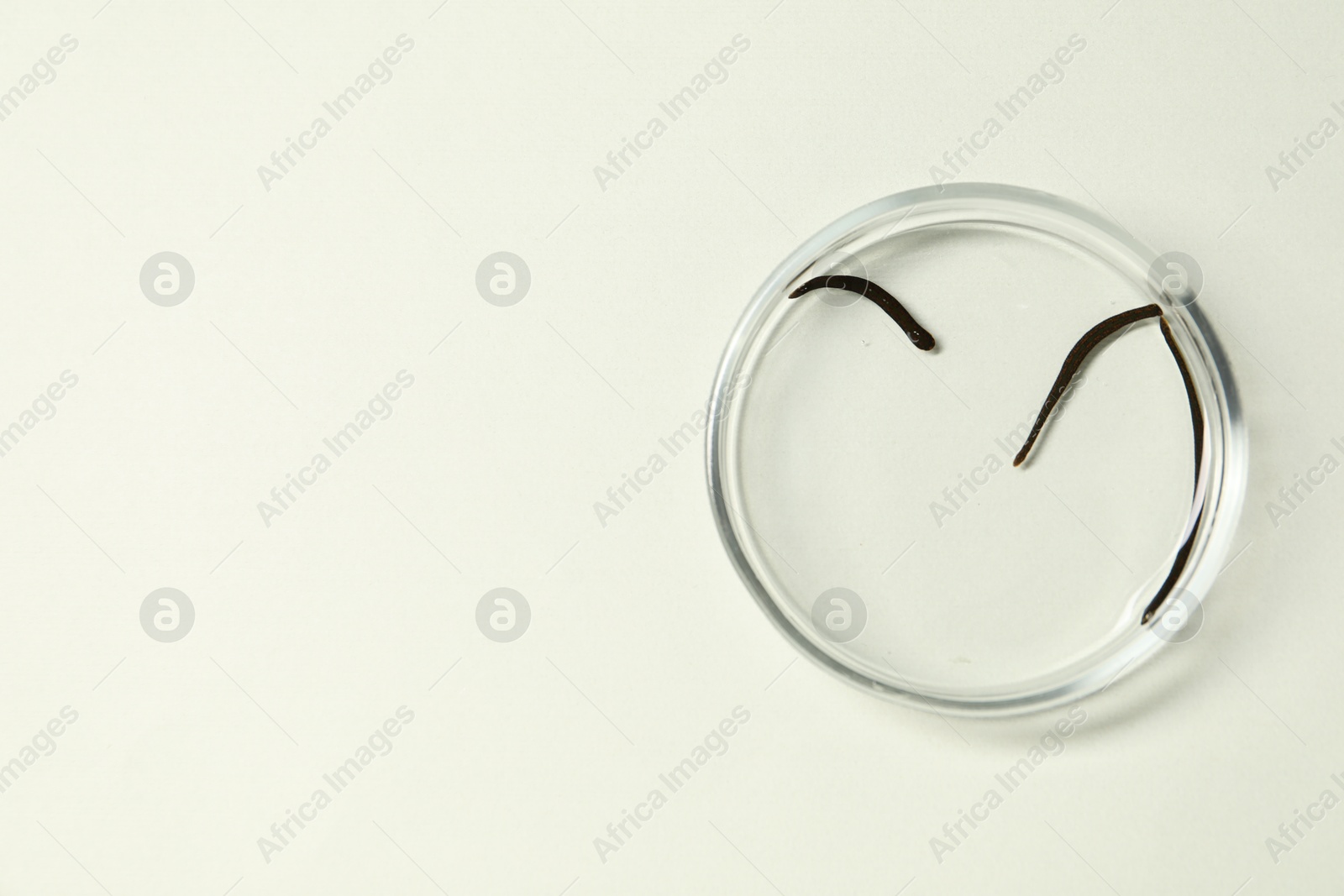 Photo of Medicinal leeches in Petri dish on light grey background, top view. Space for text