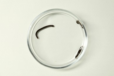 Photo of Medicinal leeches in Petri dish on light grey background, top view