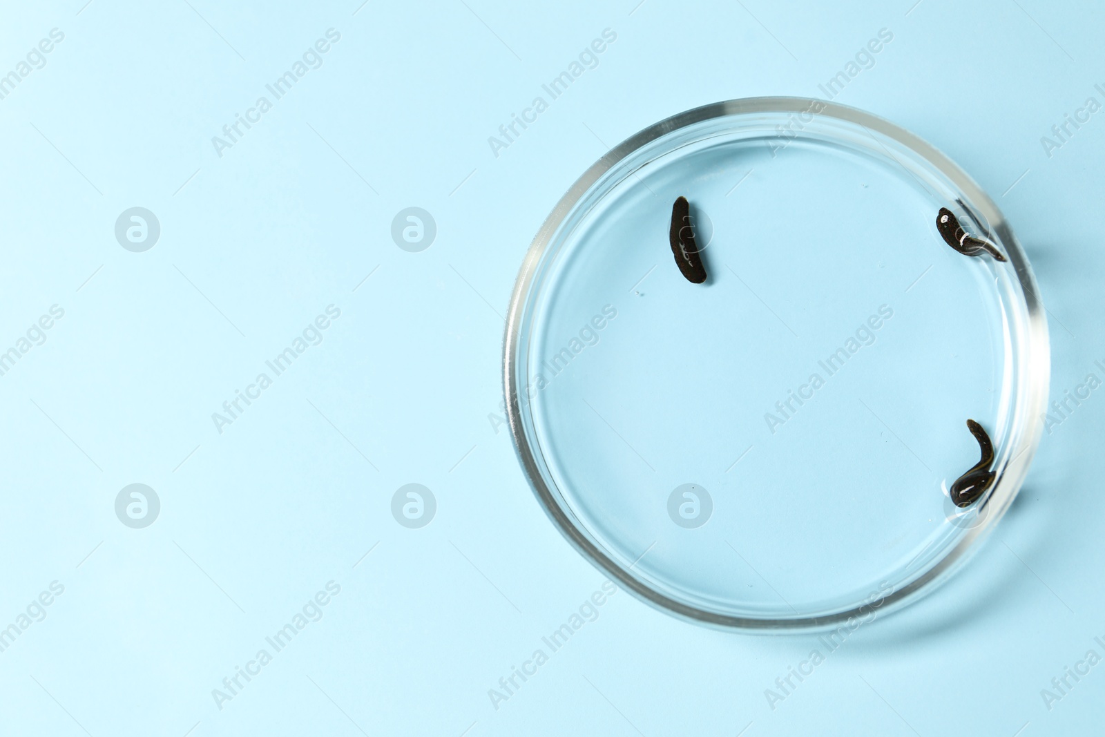 Photo of Medicinal leeches in Petri dish on light blue background, top view. Space for text