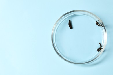 Photo of Medicinal leeches in Petri dish on light blue background, top view. Space for text