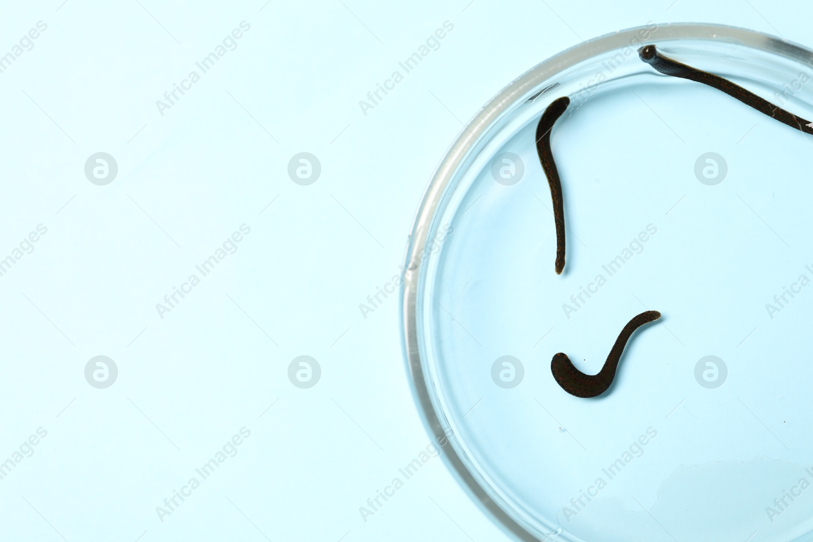 Photo of Medicinal leeches in Petri dish on light blue background, top view. Space for text