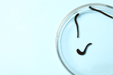 Photo of Medicinal leeches in Petri dish on light blue background, top view. Space for text