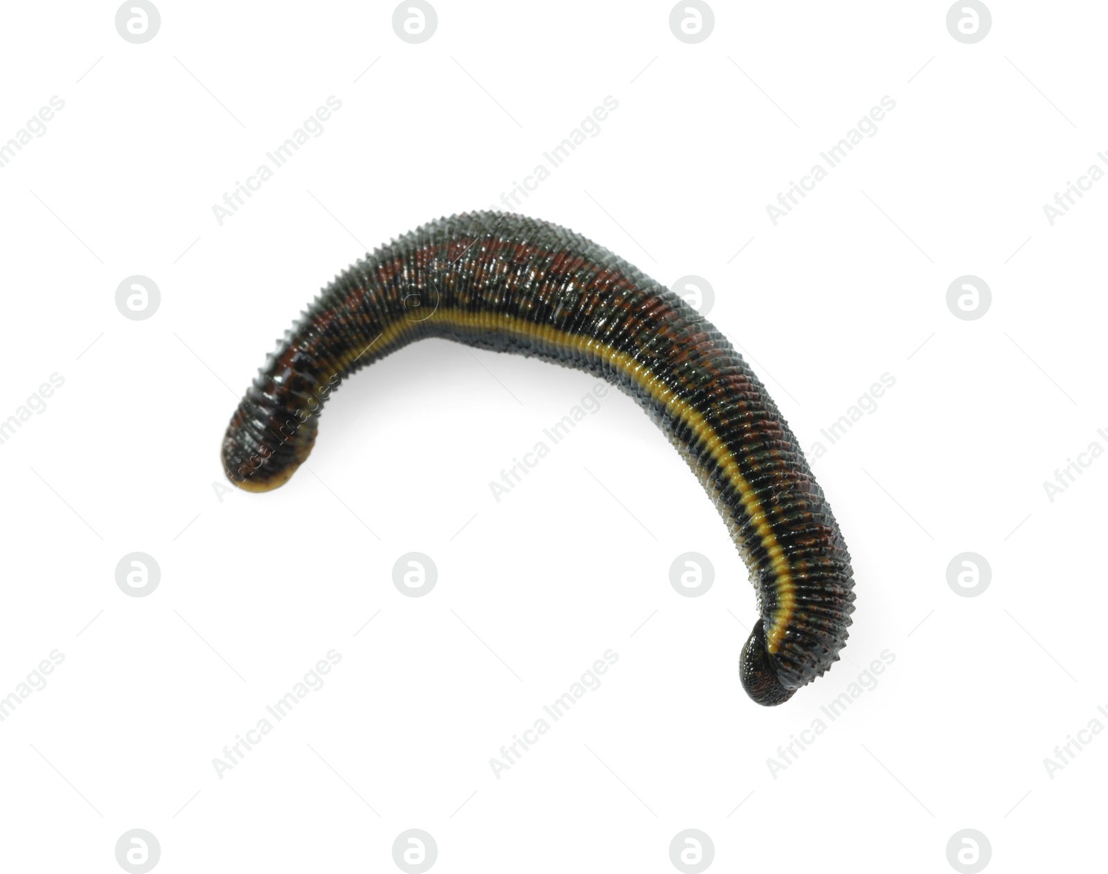 Photo of One medicinal leech isolated on white, top view