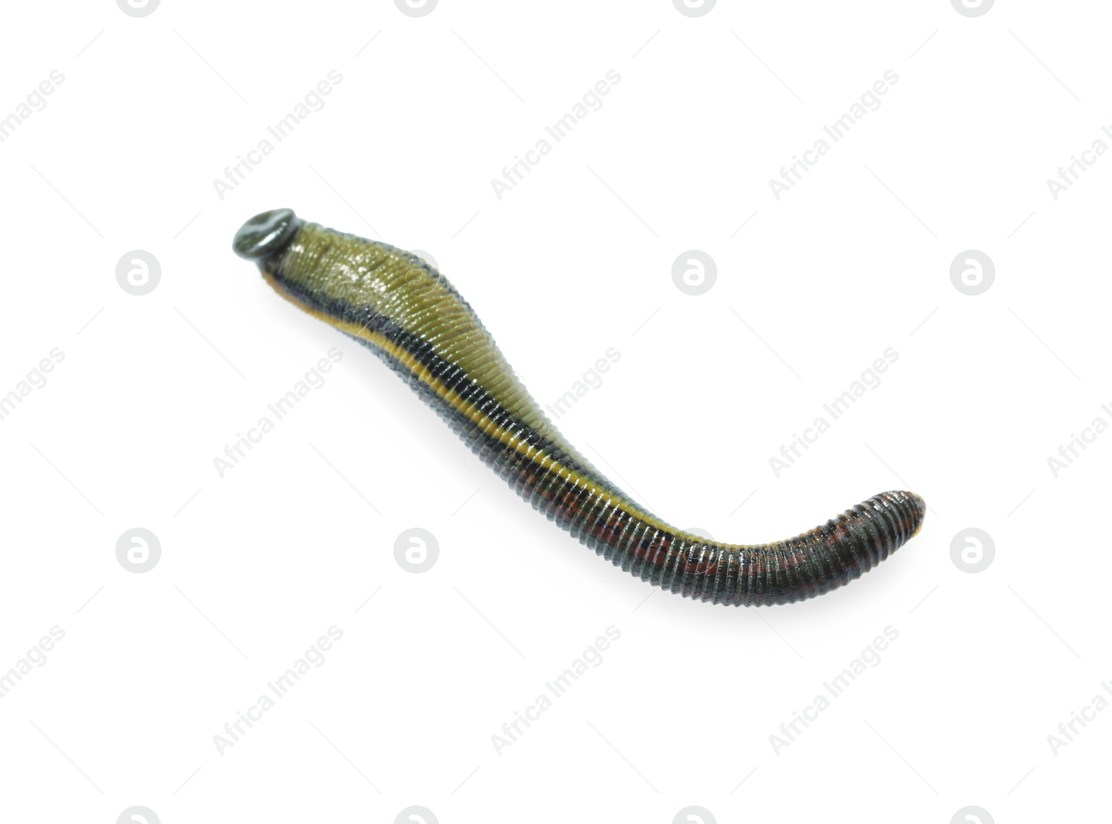 Photo of One medicinal leech isolated on white, top view