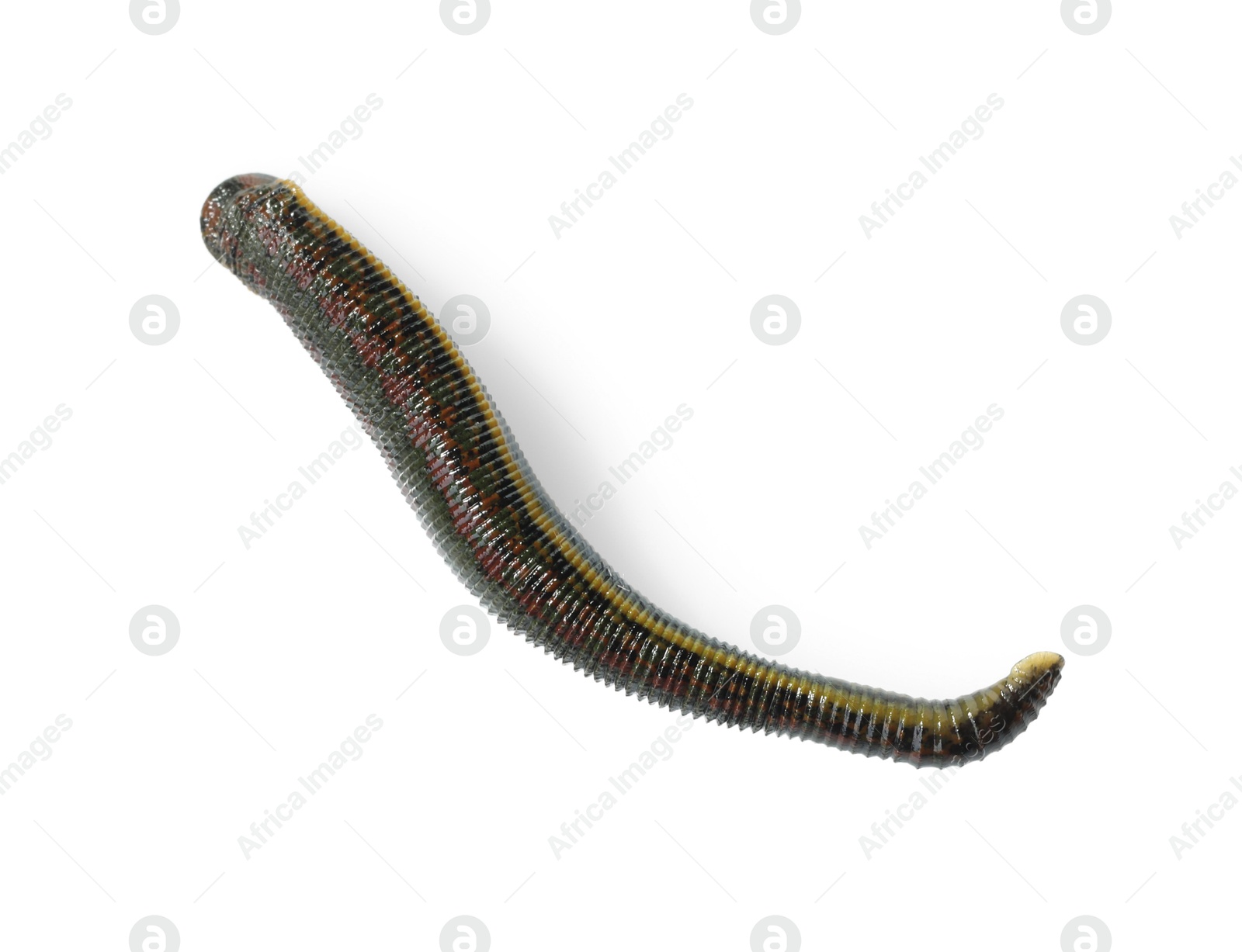 Photo of One medicinal leech isolated on white, top view