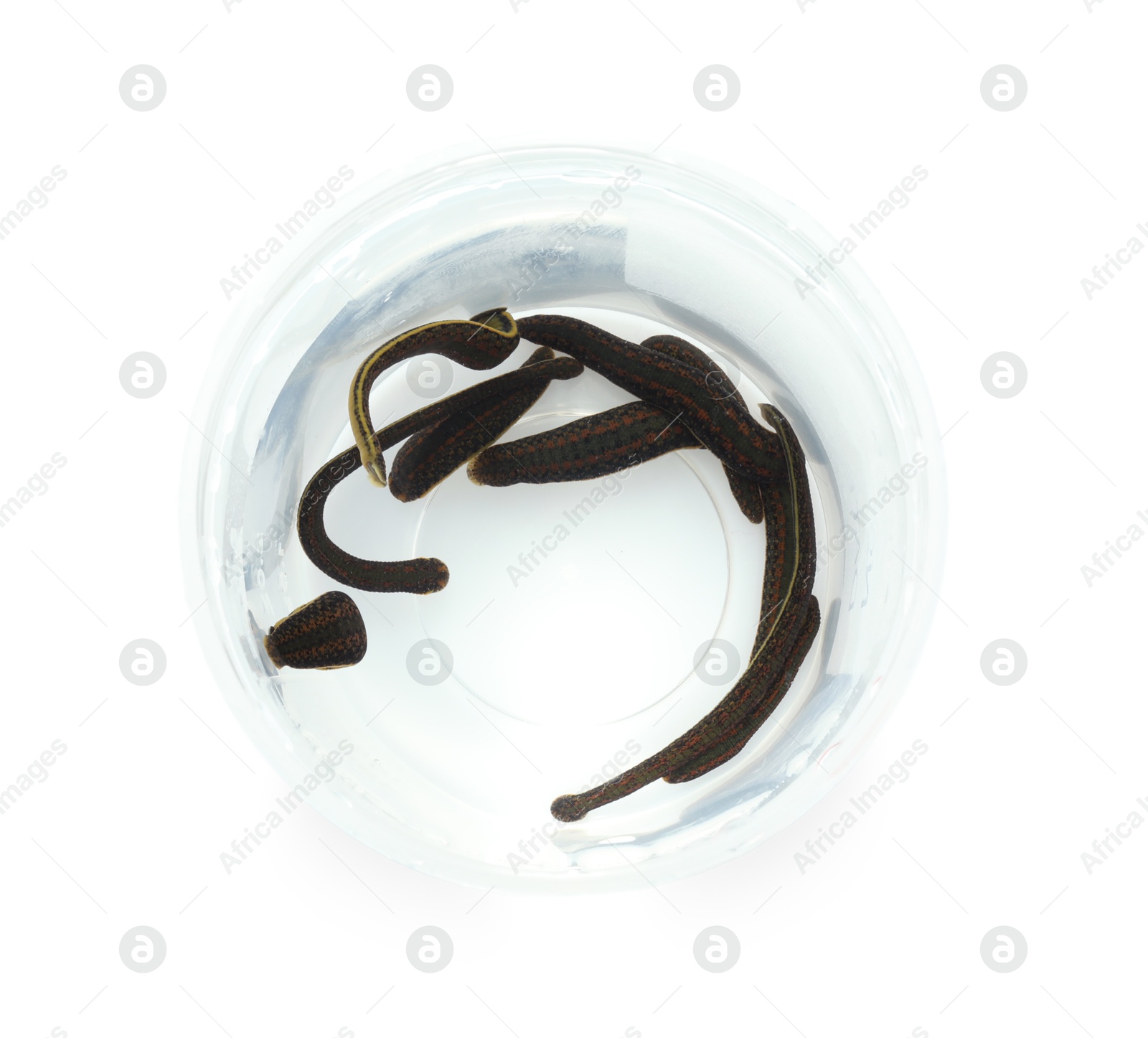 Photo of Medicinal leeches in plastic jar isolated on white, top view