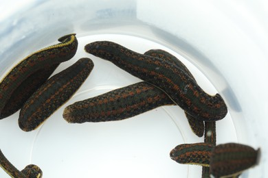 Photo of Medicinal leeches in plastic jar on white background, top view