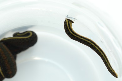 Photo of Medicinal leeches in plastic jar on white background, closeup