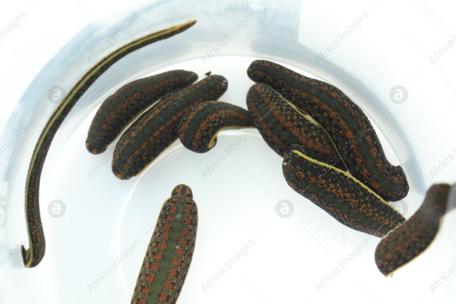 Photo of Medicinal leeches in plastic jar on white background, top view