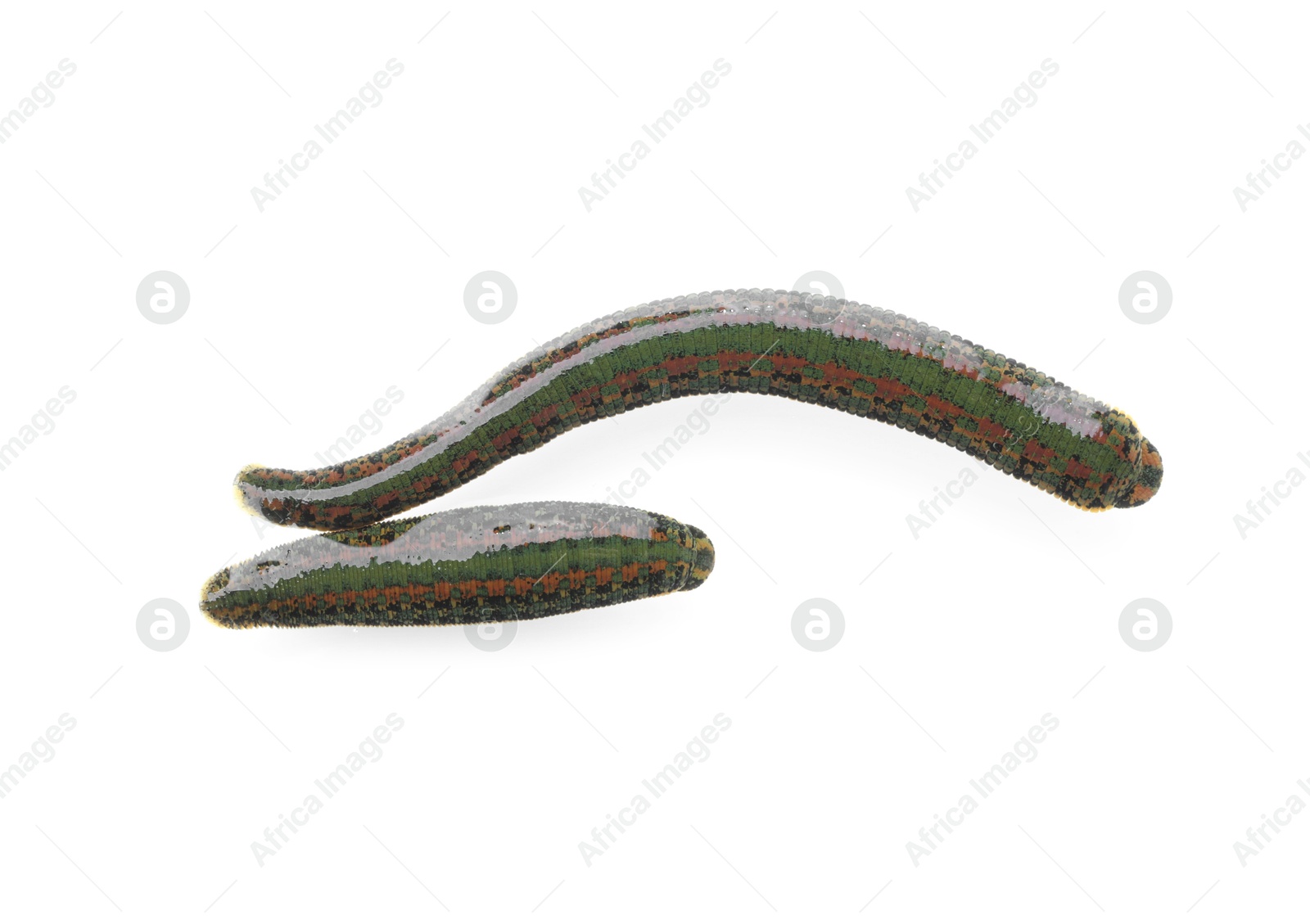 Photo of Medicinal leeches isolated on white, top view