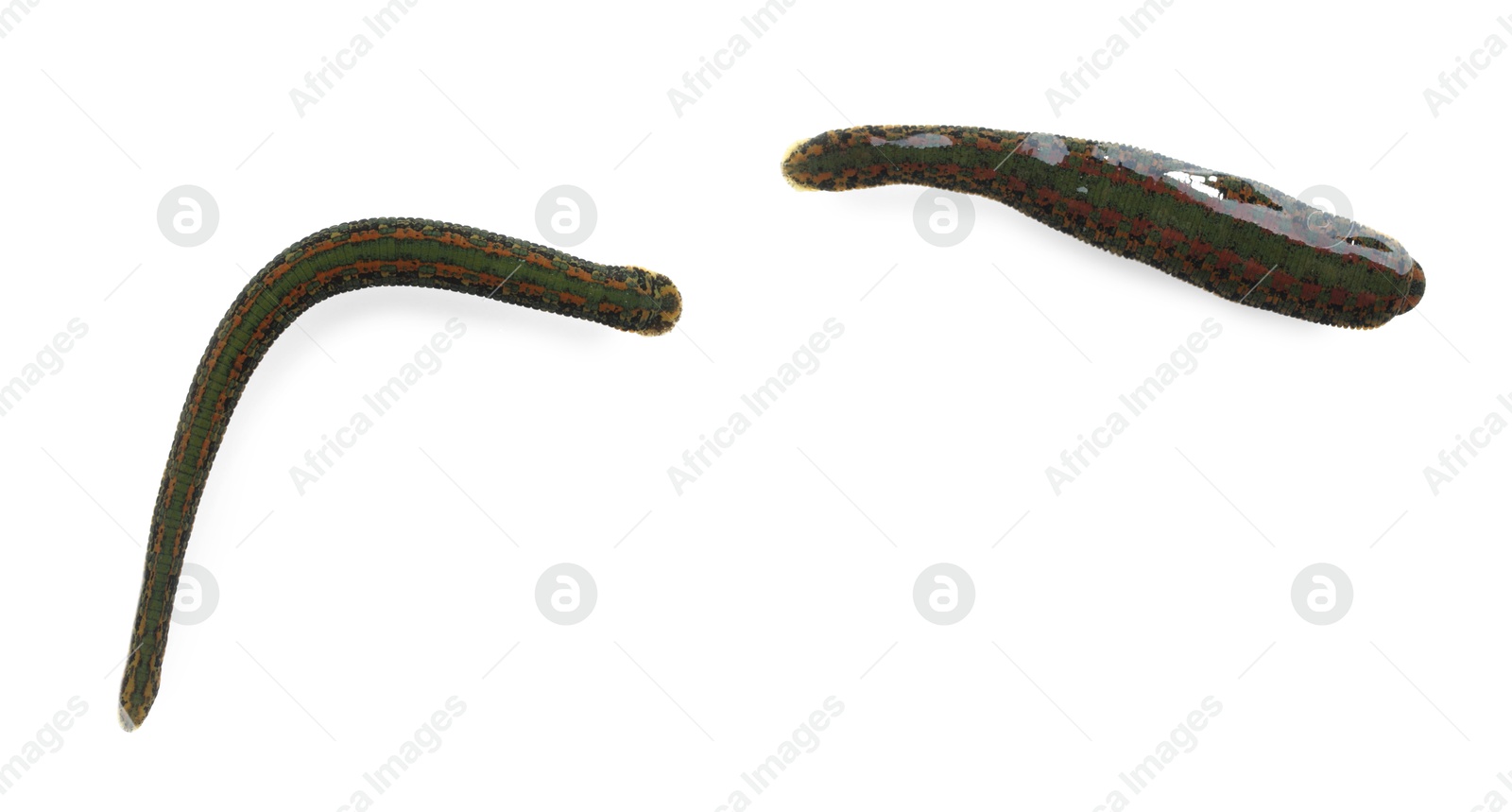 Photo of Medicinal leeches isolated on white, top view