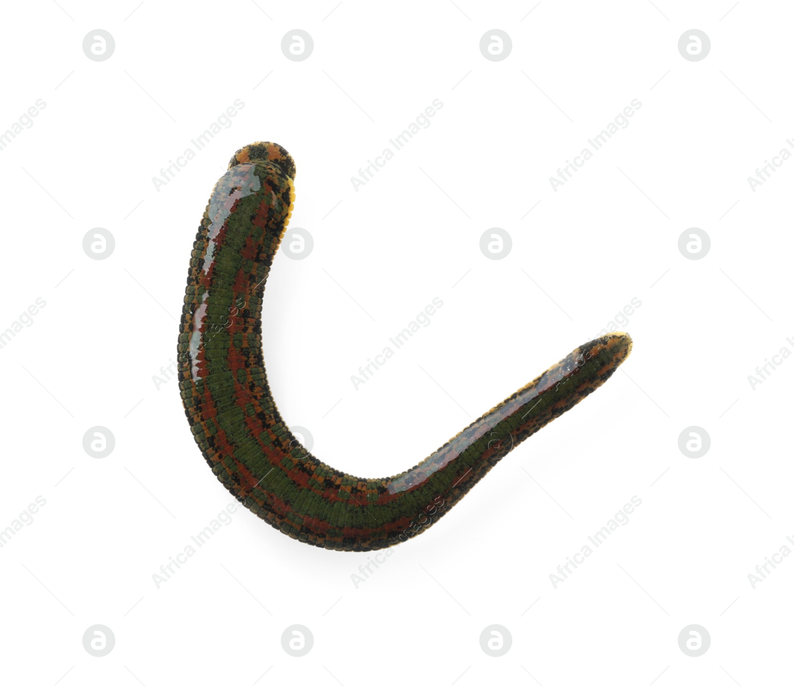 Photo of One medicinal leech isolated on white, top view