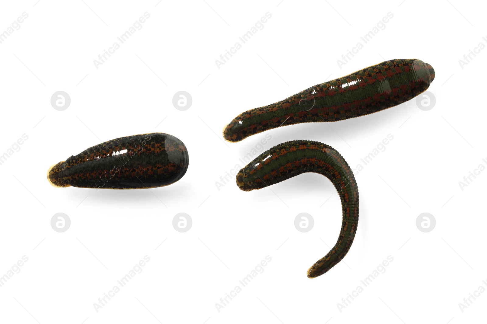 Photo of Medicinal leeches isolated on white, top view