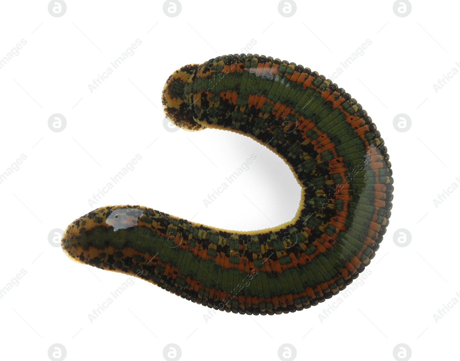 Photo of One medicinal leech isolated on white, top view