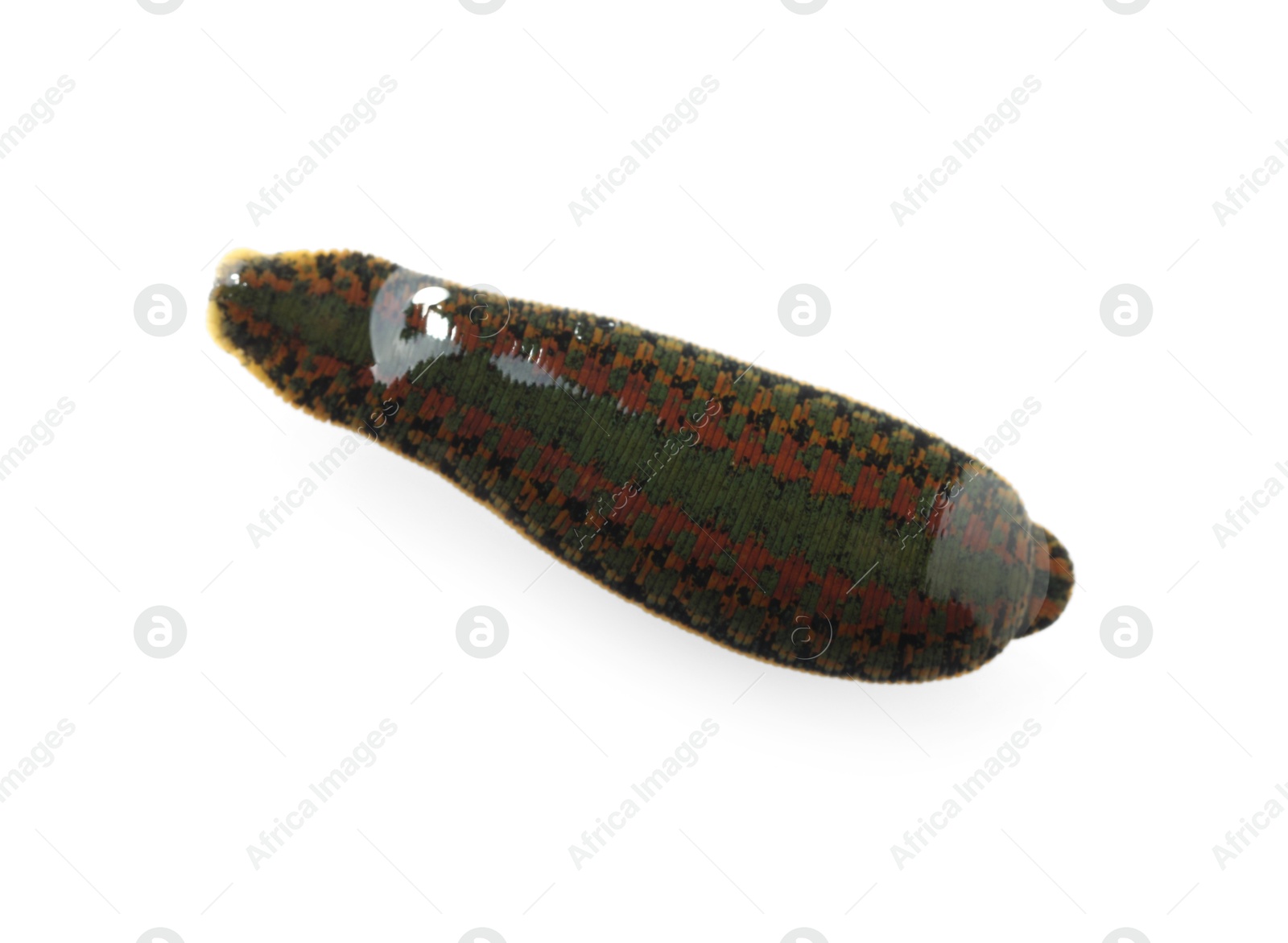 Photo of One medicinal leech isolated on white, top view