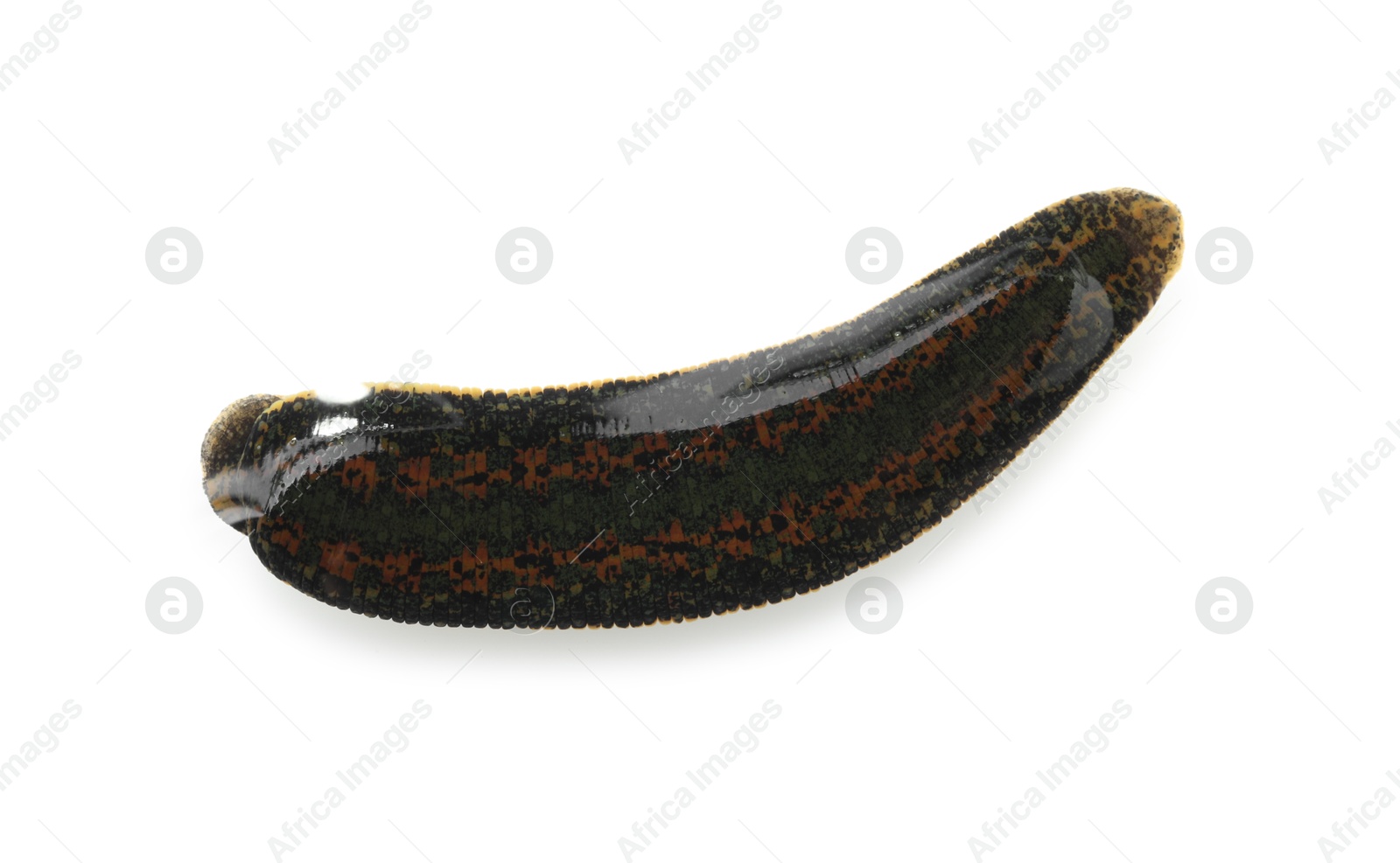 Photo of One medicinal leech isolated on white, top view