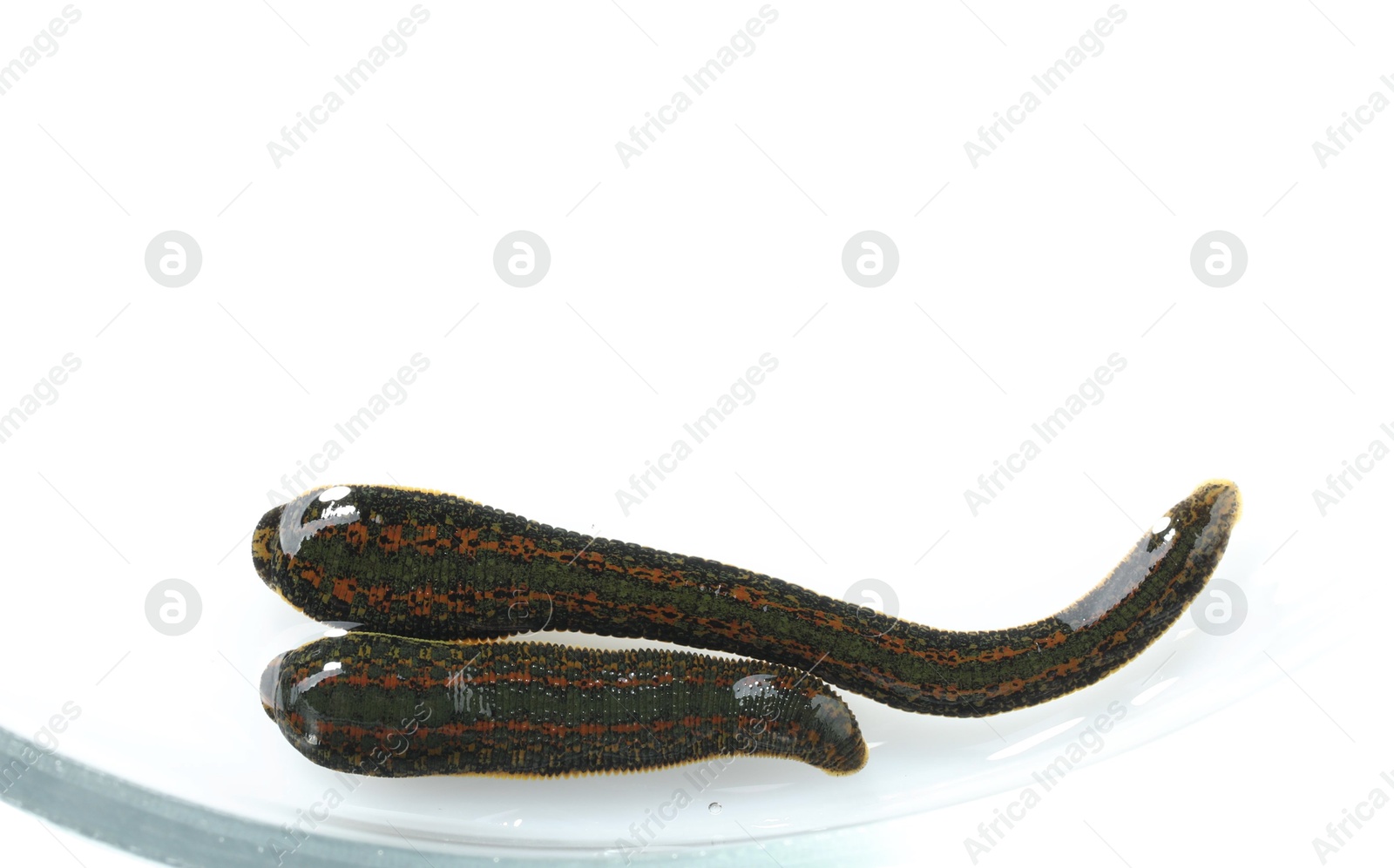 Photo of Medicinal leeches in Petri dish isolated on white, top view