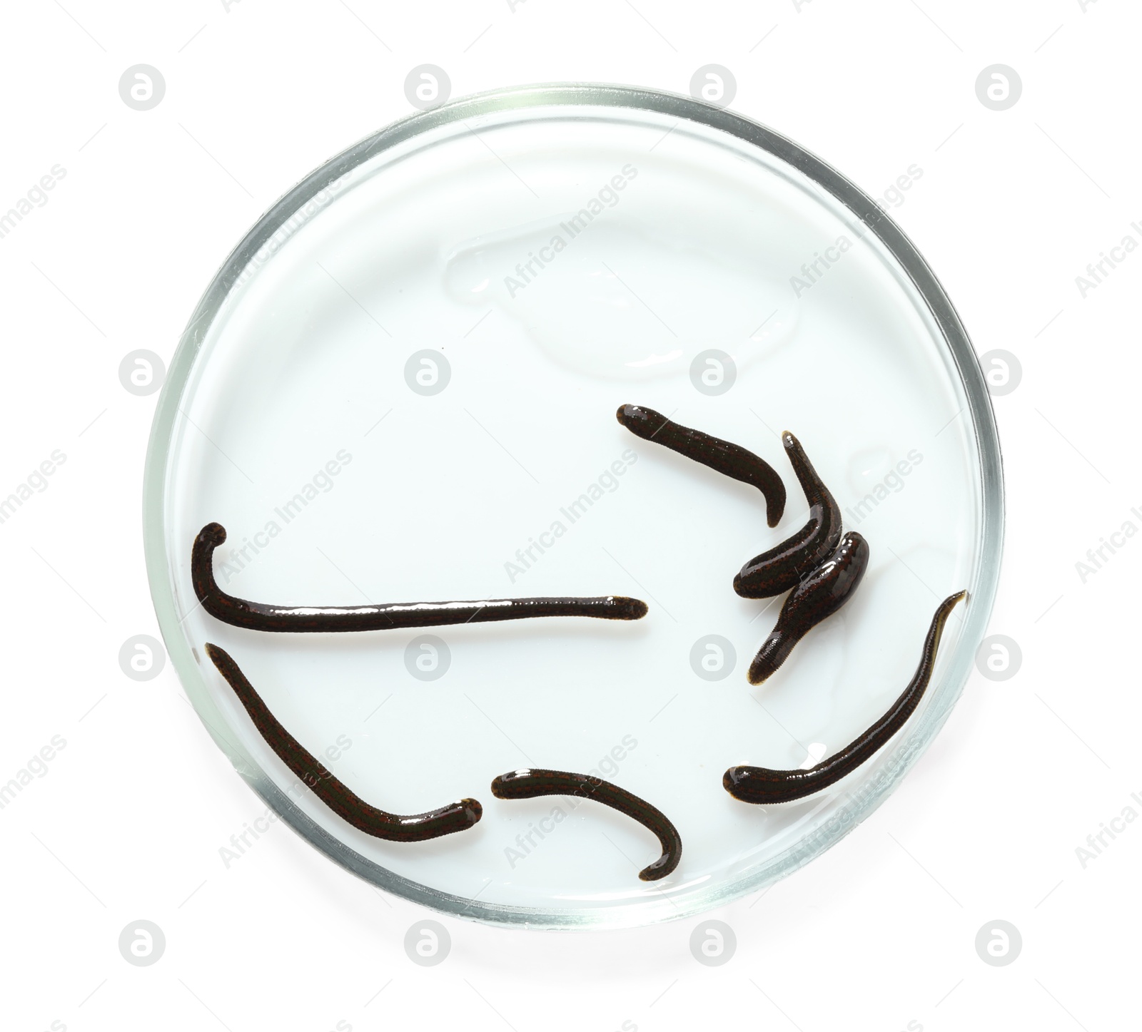 Photo of Medicinal leeches in Petri dish isolated on white, top view