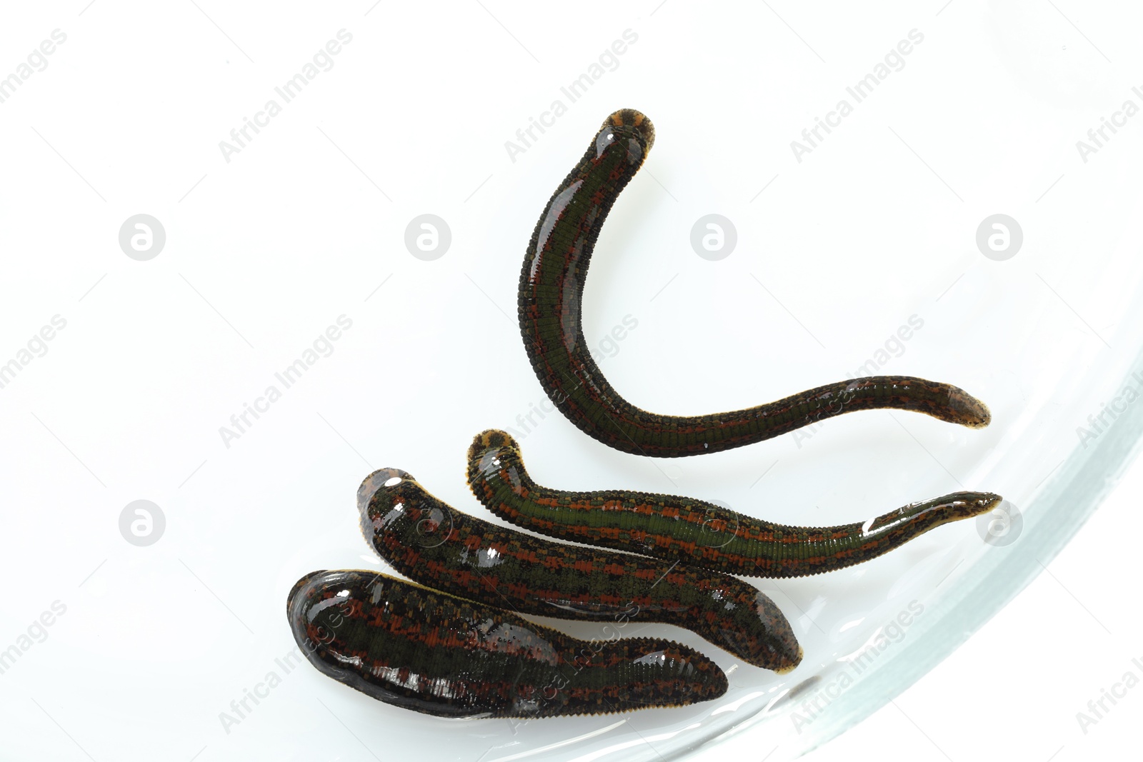 Photo of Medicinal leeches in Petri dish isolated on white, top view