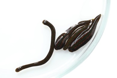 Photo of Medicinal leeches in Petri dish isolated on white, top view