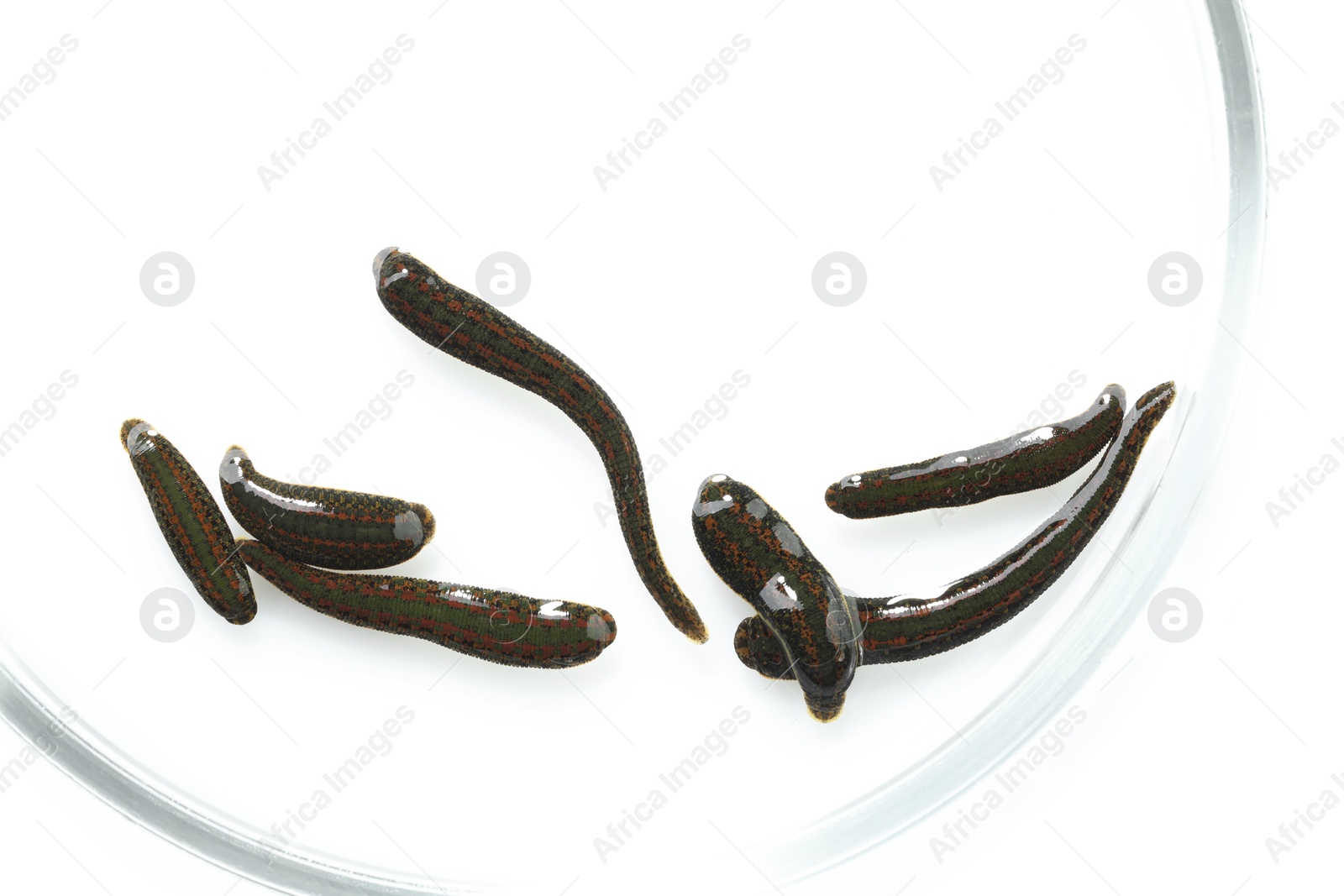 Photo of Medicinal leeches in Petri dish isolated on white, top view