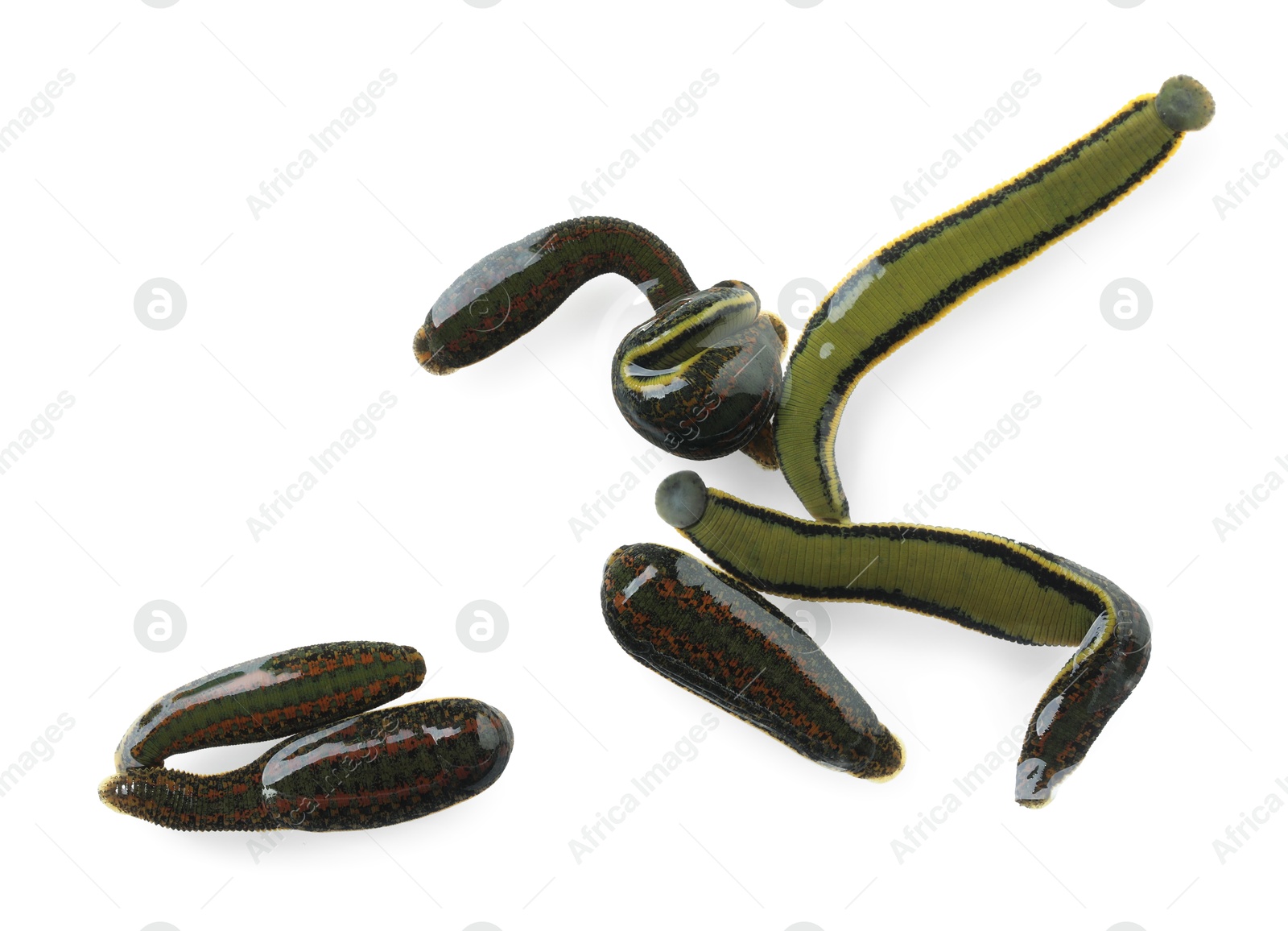 Photo of Medicinal leeches in Petri dish isolated on white, top view