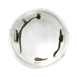 Photo of Medicinal leeches in glass jar isolated on white, top view