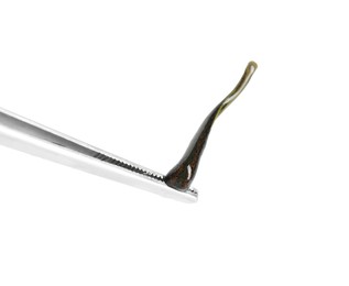 Tweezers with medicinal leech isolated on white