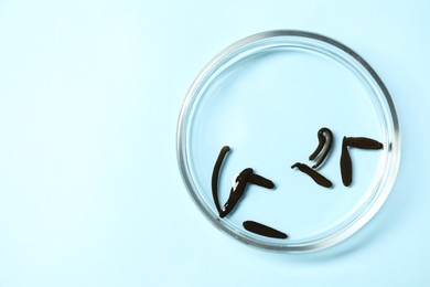 Photo of Medicinal leeches in Petri dish on light blue background, top view. Space for text