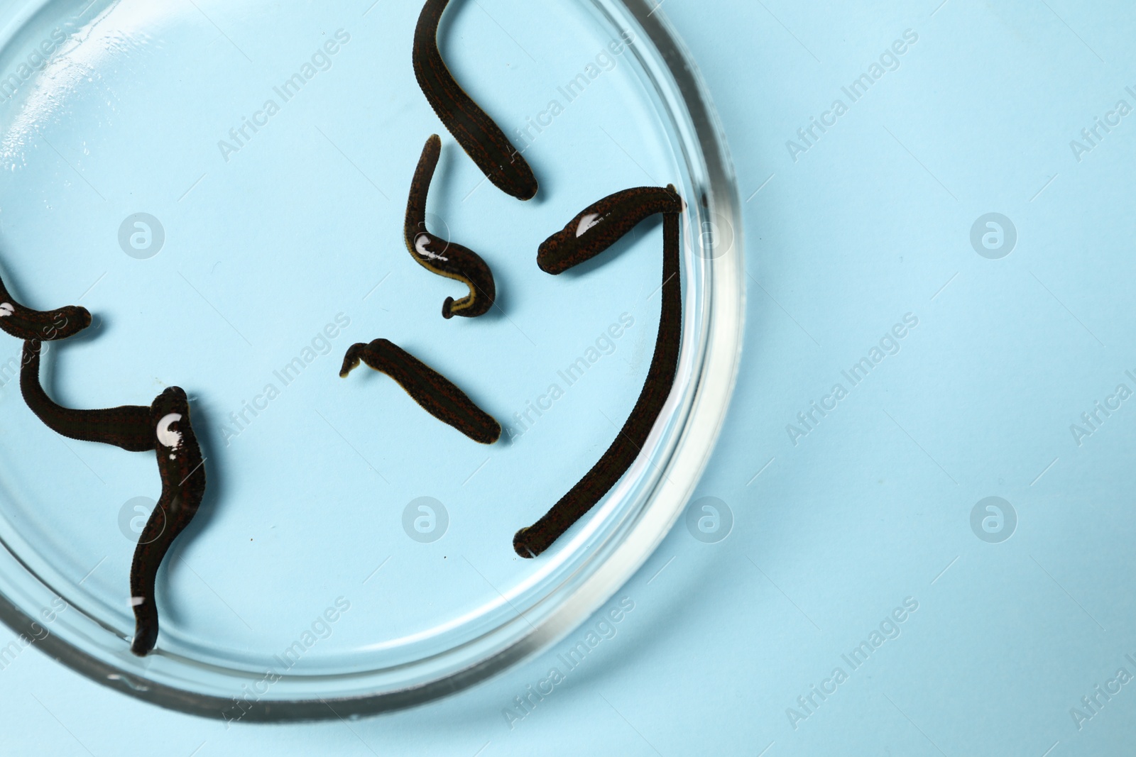 Photo of Medicinal leeches in Petri dish on light blue background, top view. Space for text