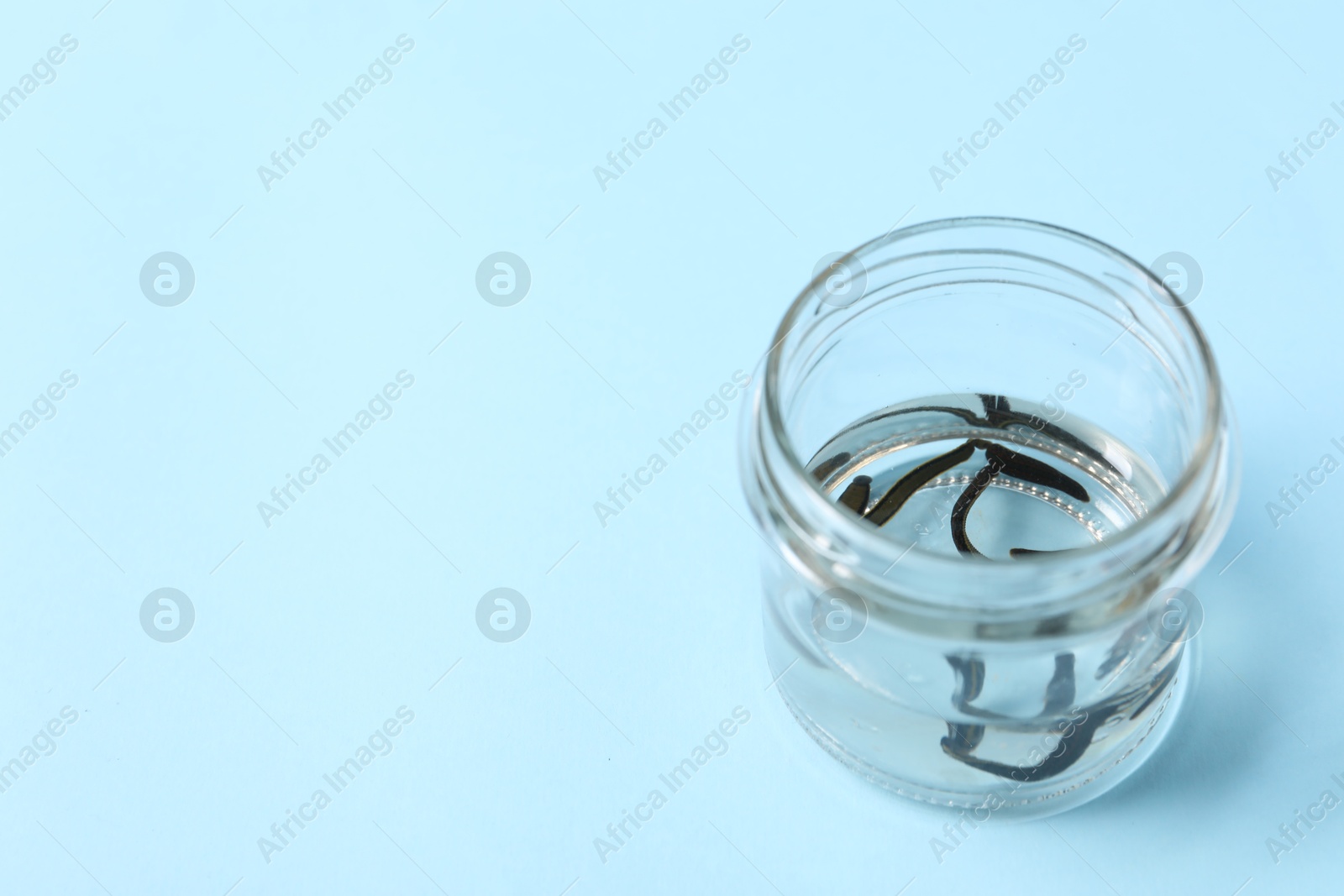 Photo of Medicinal leeches in glass jar on light blue background, space for text