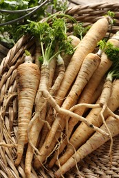 Photo of Raw parsley roots with leaves on table, closeup