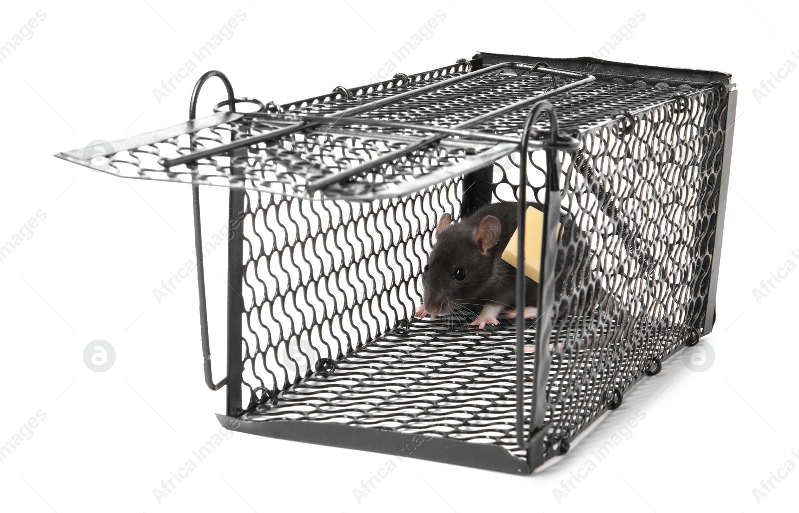 Photo of Rat in metal mouse trap on white background