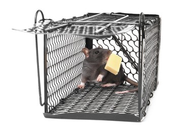 Photo of Rat in metal mouse trap on white background