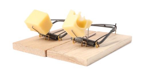 Photo of Two spring-loaded bar mousetraps with pieces of cheese isolated on white