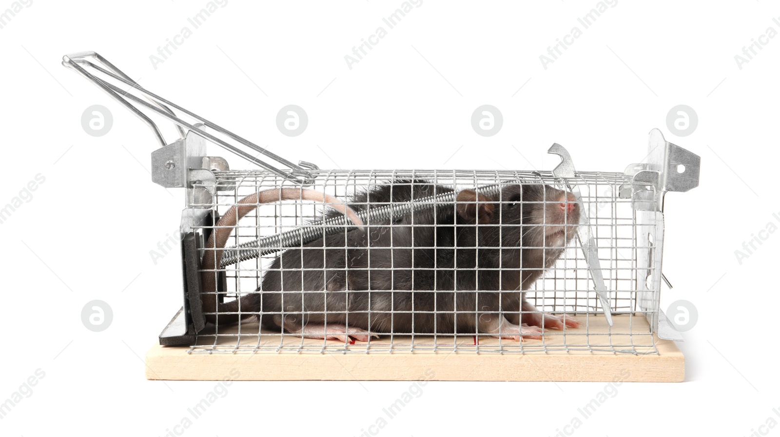 Photo of Rat in mouse trap cage on white background