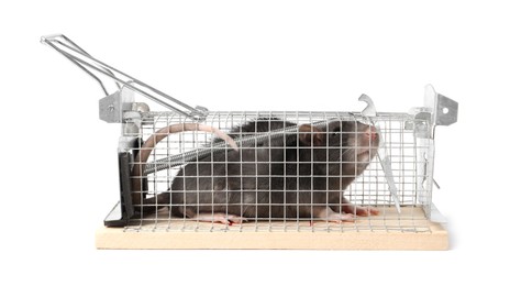 Photo of Rat in mouse trap cage on white background