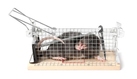 Photo of Rat in mouse trap cage on white background