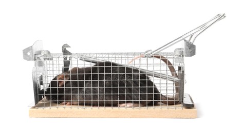 Photo of Rat in mouse trap cage on white background