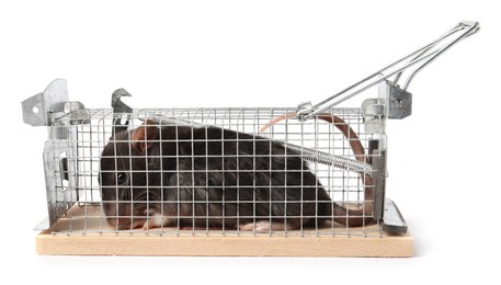 Photo of Rat in mouse trap cage on white background