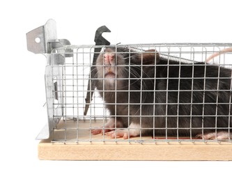 Photo of Rat in mouse trap cage on white background