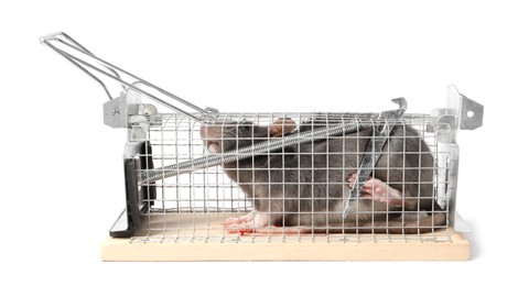 Photo of Rat in mouse trap cage on white background