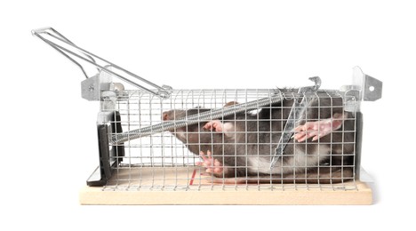 Photo of Rat in mouse trap cage on white background