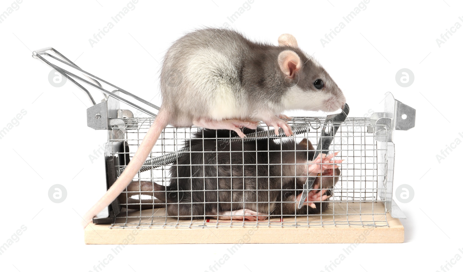 Photo of Rats and cage mouse trap on white background